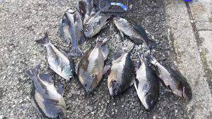 伊豆下田フィッシング 釣果