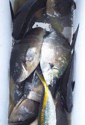 伊豆下田フィッシング 釣果