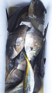 伊豆下田フィッシング 釣果