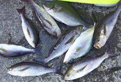 伊豆下田フィッシング 釣果