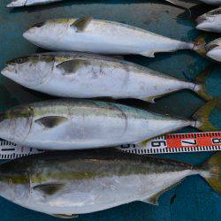 アジアマリンサービス 釣果