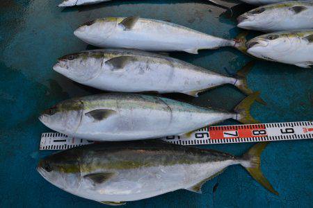 アジアマリンサービス 釣果