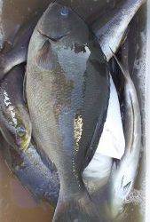 伊豆下田フィッシング 釣果