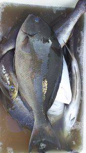 伊豆下田フィッシング 釣果