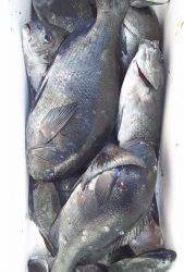 伊豆下田フィッシング 釣果