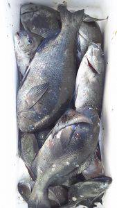 伊豆下田フィッシング 釣果