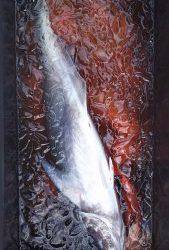 伊豆下田フィッシング 釣果