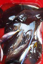 伊豆下田フィッシング 釣果