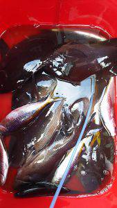 伊豆下田フィッシング 釣果