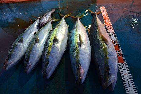 アジアマリンサービス 釣果