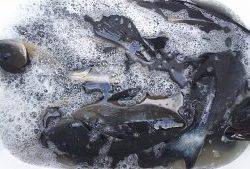 伊豆下田フィッシング 釣果