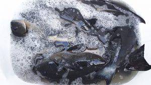 伊豆下田フィッシング 釣果