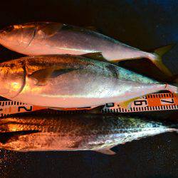 アジアマリンサービス 釣果