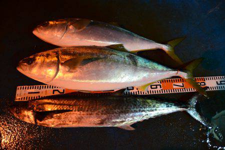 アジアマリンサービス 釣果