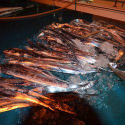 アジアマリンサービス 釣果