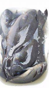 伊豆下田フィッシング 釣果