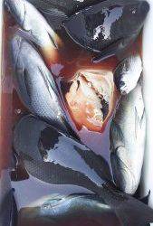 伊豆下田フィッシング 釣果