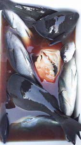 伊豆下田フィッシング 釣果