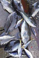 伊豆下田フィッシング 釣果