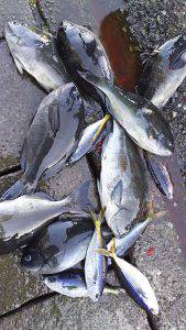 伊豆下田フィッシング 釣果