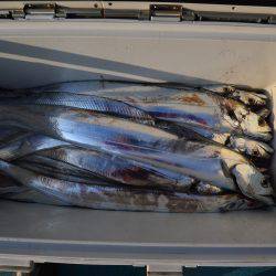 アジアマリンサービス 釣果