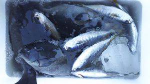 伊豆下田フィッシング 釣果