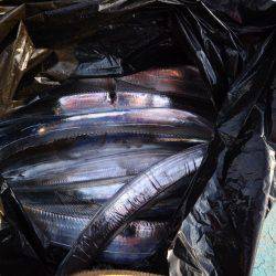 アジアマリンサービス 釣果