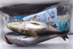 伊豆下田フィッシング 釣果