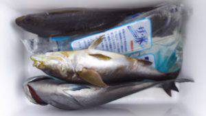 伊豆下田フィッシング 釣果