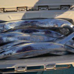 アジアマリンサービス 釣果