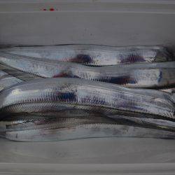 アジアマリンサービス 釣果