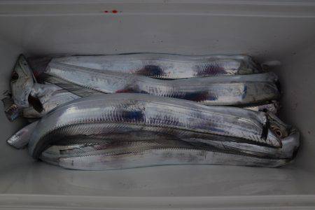 アジアマリンサービス 釣果