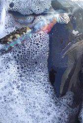 伊豆下田フィッシング 釣果