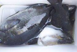 伊豆下田フィッシング 釣果