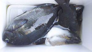 伊豆下田フィッシング 釣果