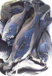 伊豆下田フィッシング 釣果