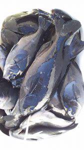 伊豆下田フィッシング 釣果