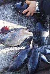 伊豆下田フィッシング 釣果