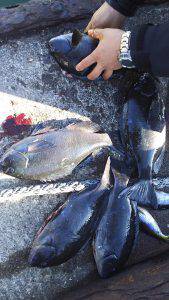 伊豆下田フィッシング 釣果