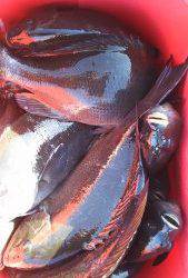 伊豆下田フィッシング 釣果