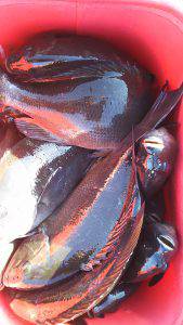 伊豆下田フィッシング 釣果