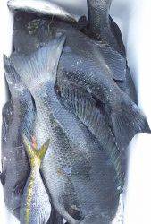 伊豆下田フィッシング 釣果