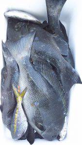 伊豆下田フィッシング 釣果