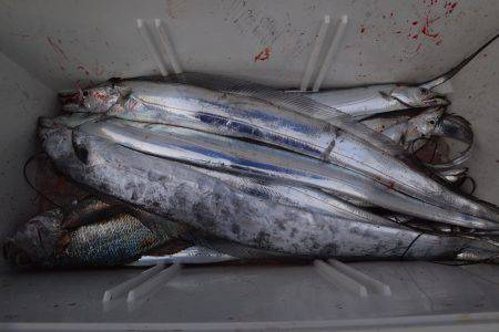 アジアマリンサービス 釣果