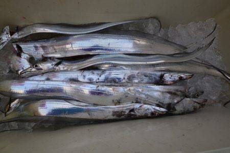 アジアマリンサービス 釣果