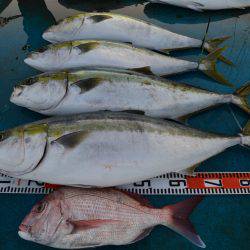 アジアマリンサービス 釣果