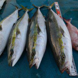 アジアマリンサービス 釣果