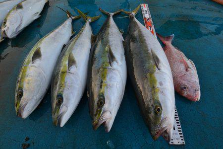 アジアマリンサービス 釣果