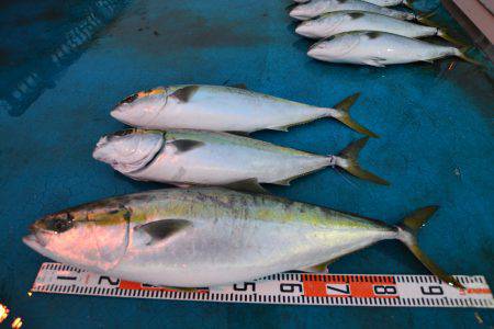 アジアマリンサービス 釣果