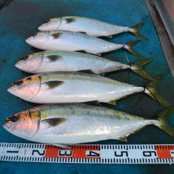 アジアマリンサービス 釣果